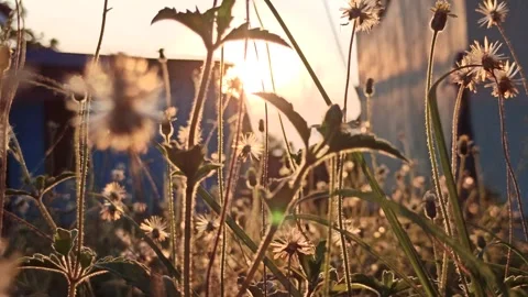 Dandelion flower Stock Footage 276221835