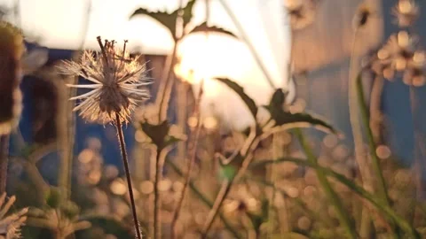 Dandelion flower Stock Footage 276221836