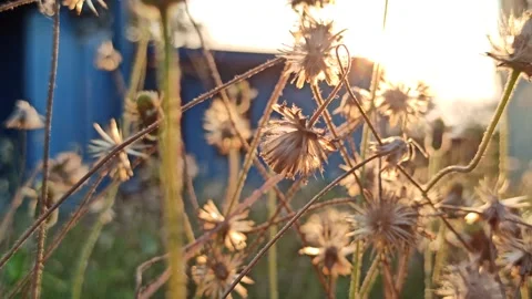 Dandelion flower Stock Footage 276221839