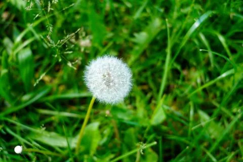 The dandelion flower in a forest clearing Foto stock