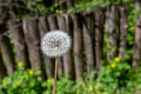 Dandelion flower in the forest. Stock Photos