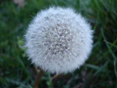 Dandelion Flower in Forest Spring Stock Photos