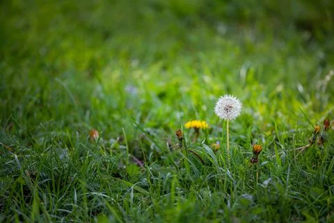 Dandelion flower on a green autumn lawn Stock Photos
