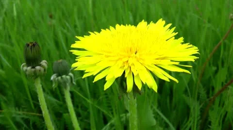 Dandelion flower on a green background by close consideration Видео 10708691