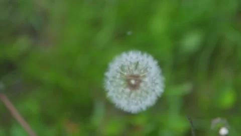 Dandelion flower on a green background. Stock Footage 194695710