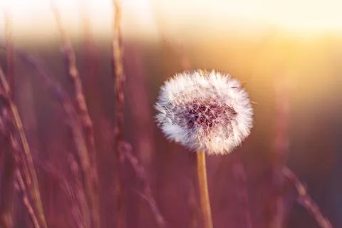 Dandelion flower growing in the field during sunset Stock Photos