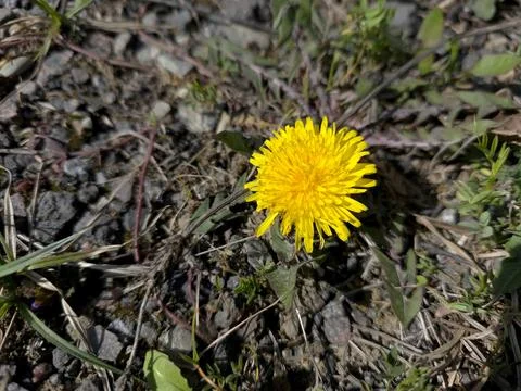 Dandelion Flower Growing on a Grassy Patch in Springtime Stock Photos