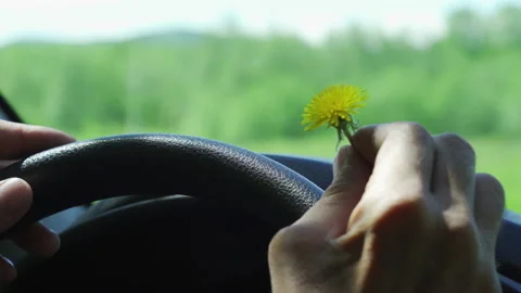Dandelion flower in the hand of the driver sitting in the car. The joy of spring Stock Footage 199087661