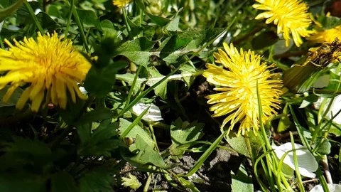 Dandelion flower hand Stock Footage 89258120