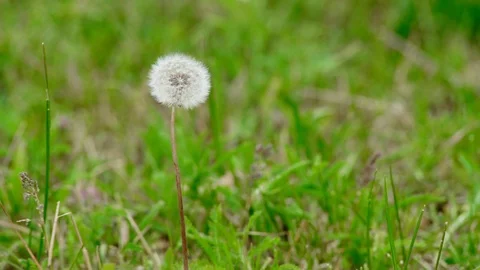 Dandelion Flower HD Stock Footage