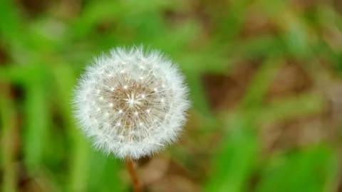 Dandelion Flower HD Stock Footage 77046482