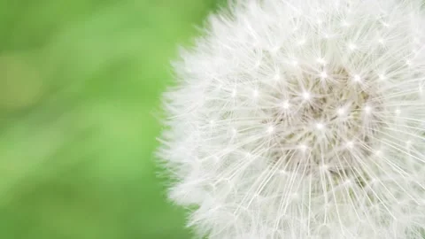 Dandelion flower head close up, macro video of a garden or spring life Video stock 162293116