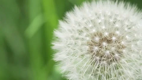 Dandelion flower head close up, macro video of a garden or spring life Video stock 162427131