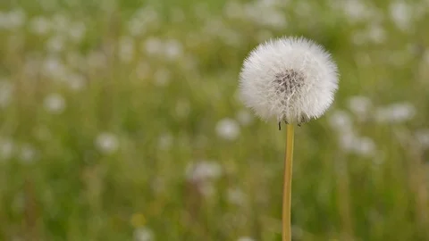 Dandelion flower head composed of numerous small parachutes moving in the wind 動画素材 75652436