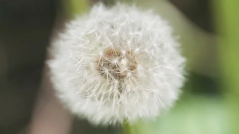 Dandelion flower head in full seed bloom 動画素材 346138326