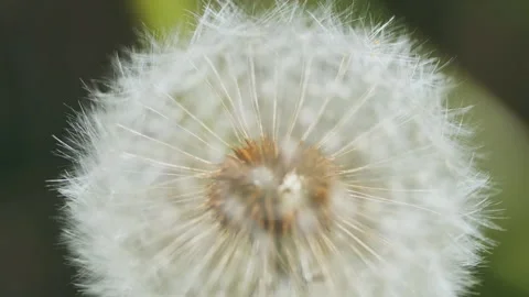 Dandelion flower head in full seed bloom 動画素材 346145994