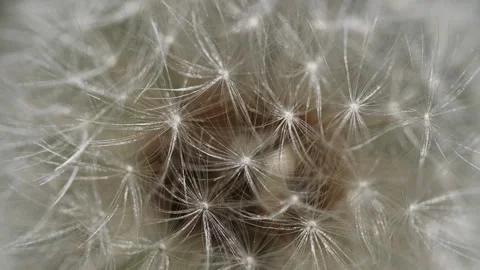 Dandelion flower head in full seed bloom 動画素材 346147687