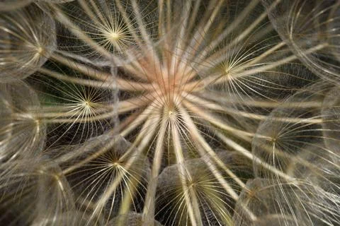 Dandelion flower head Stock-Fotos