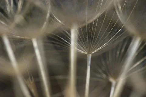 Dandelion flower head Stock Photos