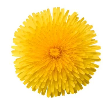Dandelion flower head Stock Photos