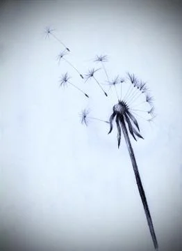Dandelion flower Stock Illustration