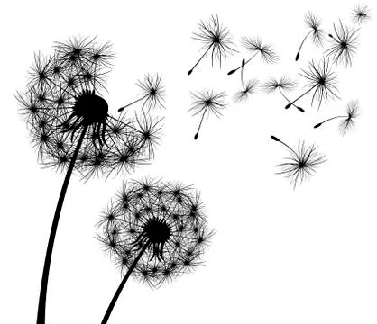 Dandelion, flower Stock Illustration