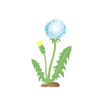 Dandelion flower Stock Illustration