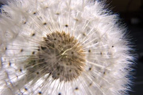 Dandelion flower inside Stock Photos
