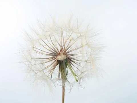 Dandelion flower on  light background Stock Photos