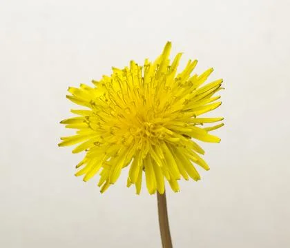Dandelion flower on a light background Stock Photos