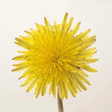 Dandelion flower on a light background Foto stock