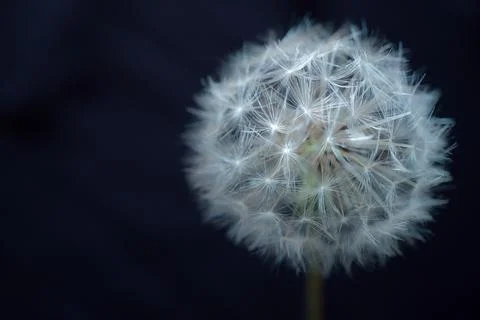 Dandelion flower, macro on a dark background Stock Photos