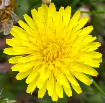 Dandelion flower macro Stock Photos