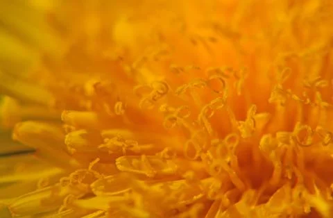 Dandelion flower macro Stock Photos