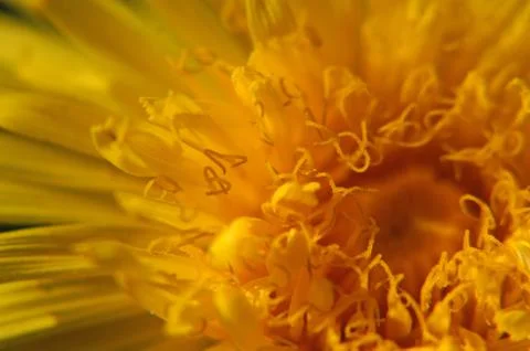 Dandelion flower macro 스톡 사진