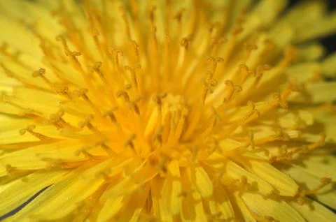 Dandelion flower macro 스톡 사진