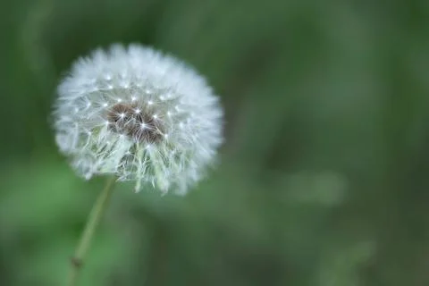 Dandelion flower macro Stock Photos