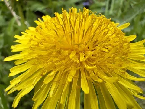 Dandelion Flower Macro Stock Photos