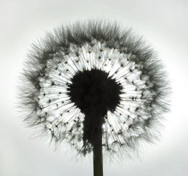 Dandelion flower. Macro with soft focus. Stock Photos