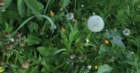 Dandelion flower in meadow Stock Footage 108687722