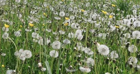 Dandelion flower in meadow Stock Footage 108707052