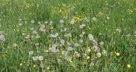 Dandelion flower in meadow Stock-Footage 108707684