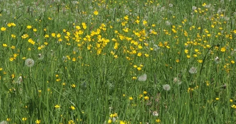 Dandelion flower in meadow Stock Footage 108708411