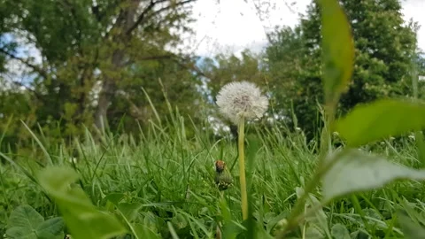 Dandelion flower in the nature Video stock 273576714