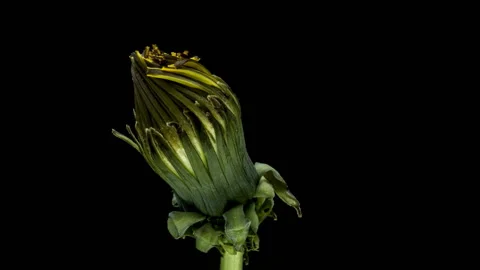 Dandelion flower open time lapse Stock Footage 121022435