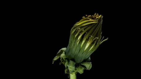 Dandelion flower open time lapse, extreme closeup over black background. Stock Footage 122156557