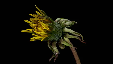 Dandelion flower open time lapse, extreme closeup over black background. Macro Stock Footage 122270897