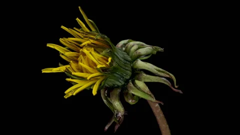 Dandelion flower open time lapse. Stock Footage 125204370