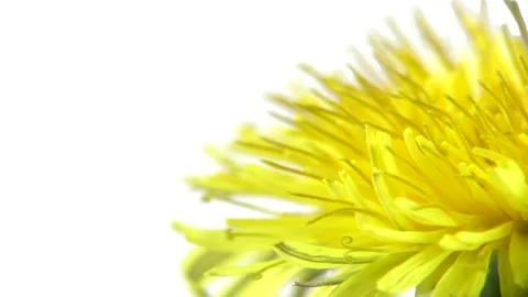 Dandelion flower open time lapse, extreme closeup over white background Stock Footage 201927008