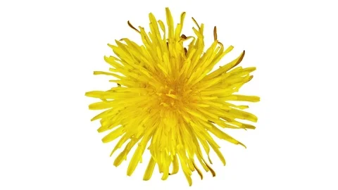 Dandelion flower opening, in bloom, top view. Time lapse. Video stock 75194982